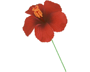 Fleur d'Hibiscus